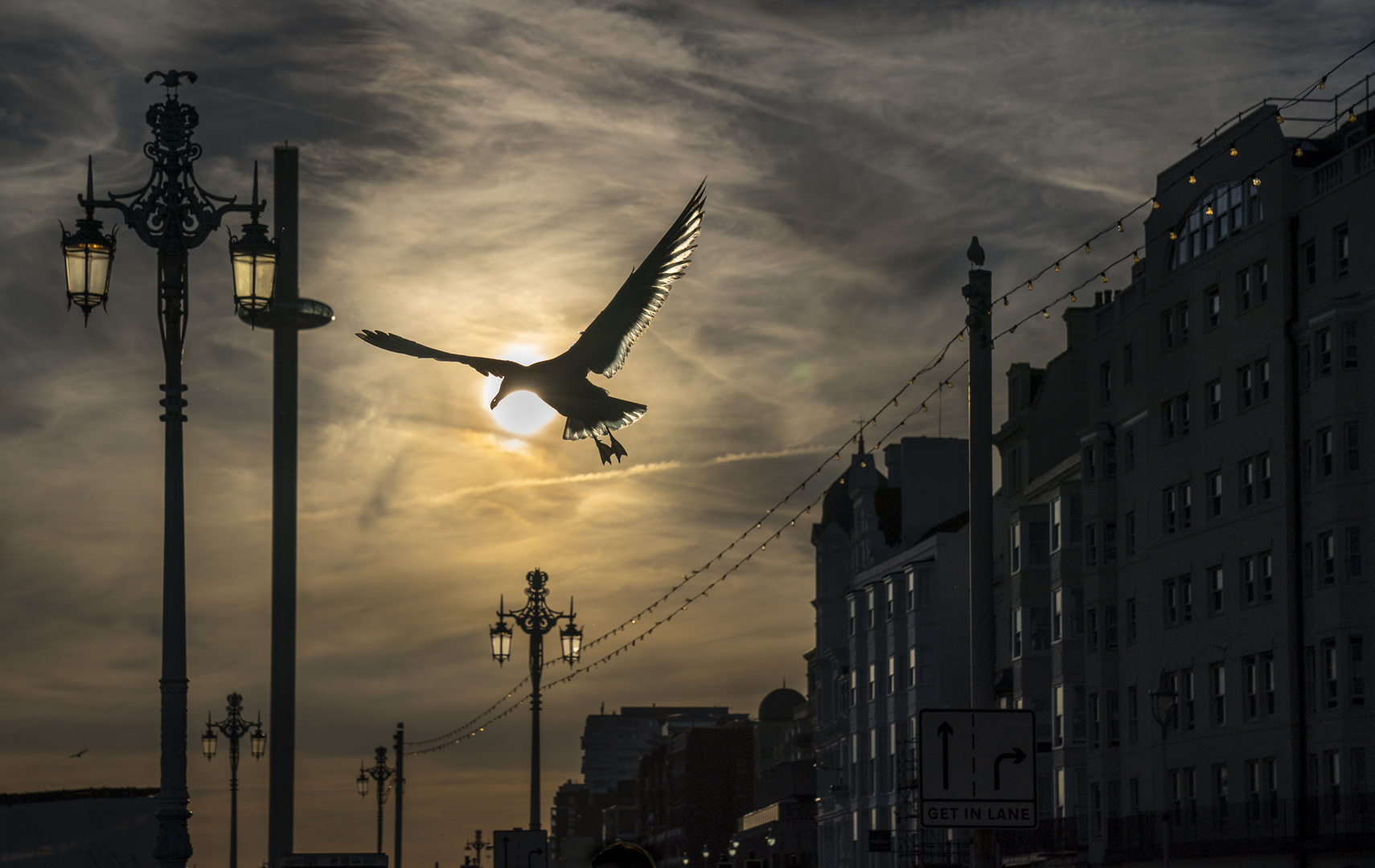 The seagull returns home.