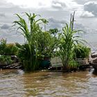 the secret garden, tonle sap, cambodia 2010