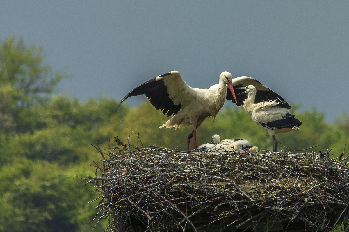 the secret language of birds