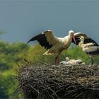 the secret language of birds