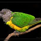 The senegal parrot