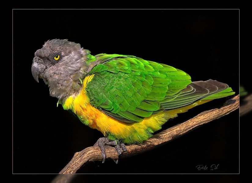 The senegal parrot