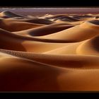 The Sensual Desert