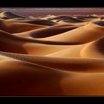 The Sensual Desert