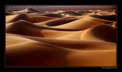 The Sensual Desert