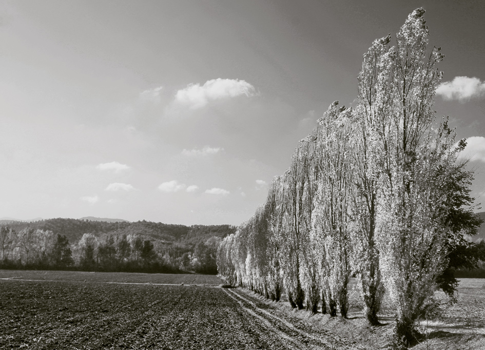 the sentinels of the fields