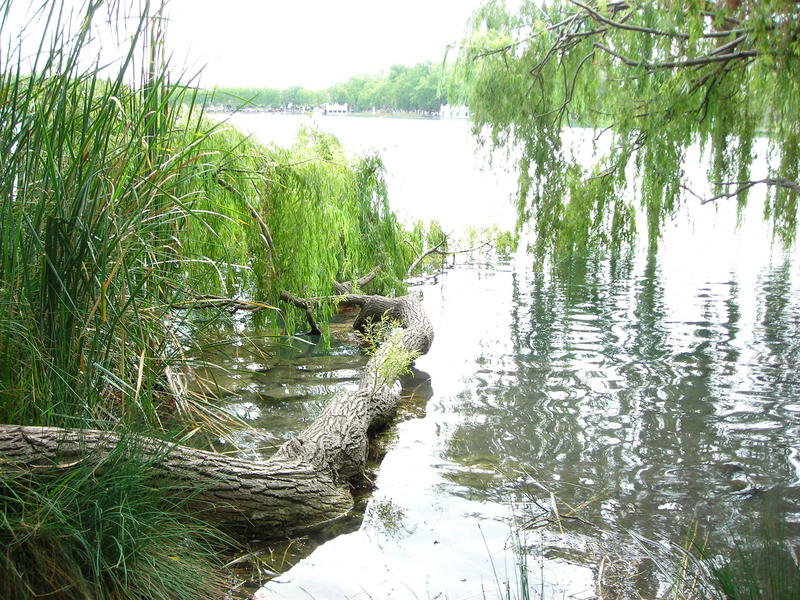 The serpent of wood