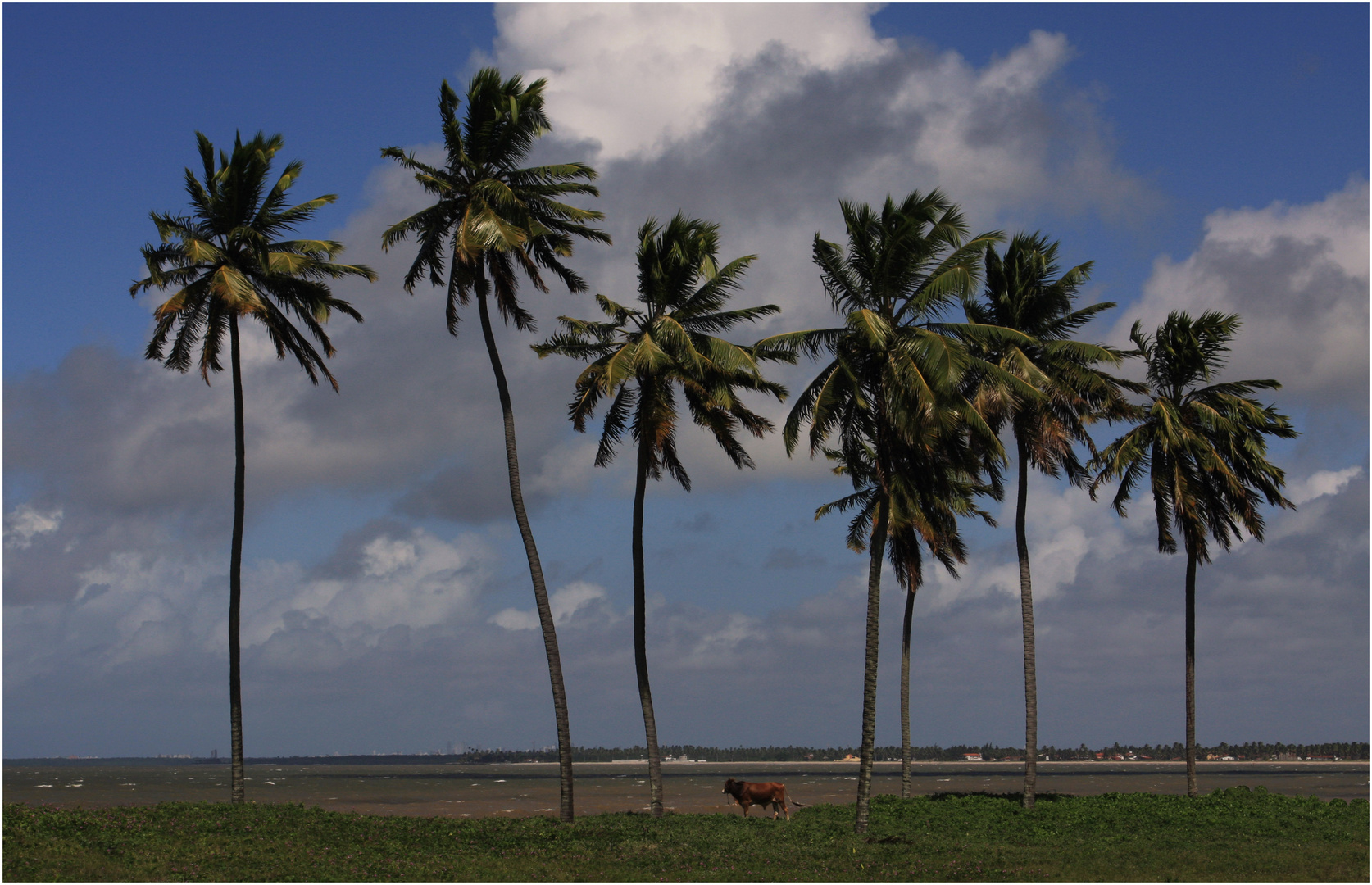 The Seven Coconuts Tree, in Lucena, Joao Pessoa, Brazil