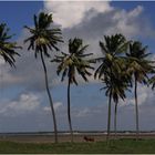 The Seven Coconuts Tree, in Lucena, Joao Pessoa, Brazil