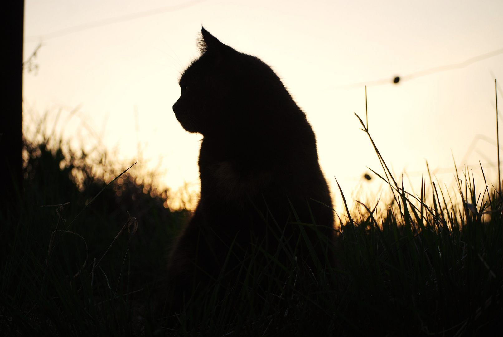 "The shadow of a Cat"