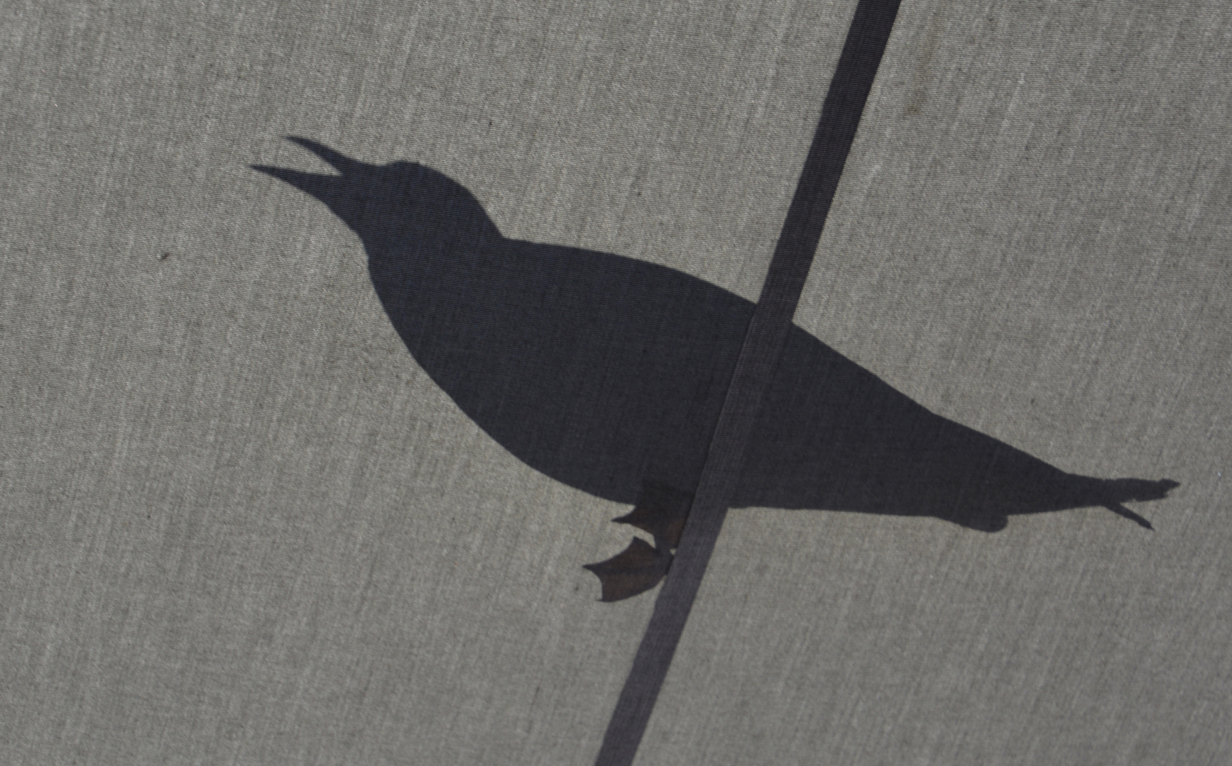 The shadow of see-gull