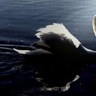 The Shadow of the Swan