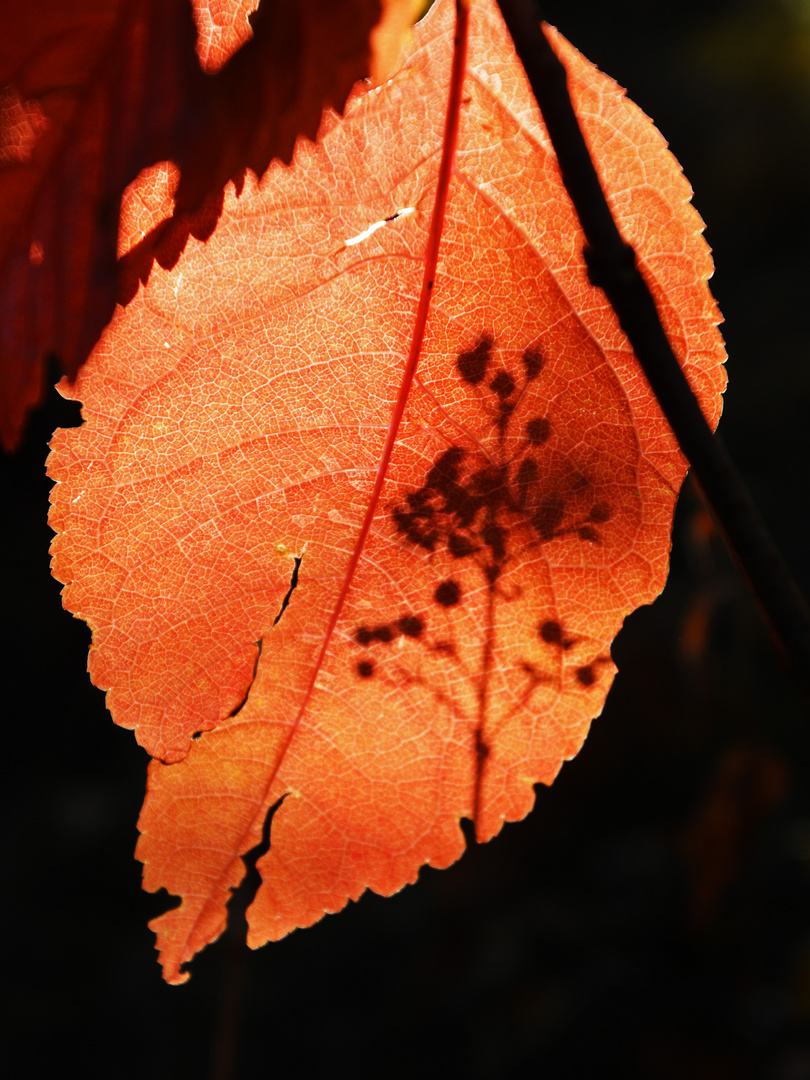 The shadow on red leaf