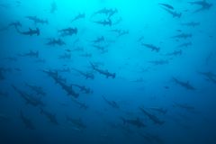 The shadows from Malpelo...