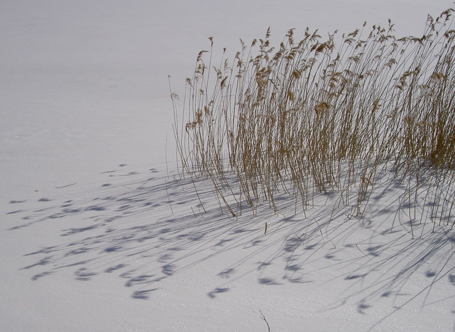 The shadows on the hard crust of snow