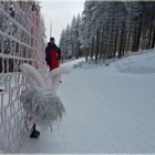 the shaggy ski trail rabbit