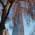 The shard, London