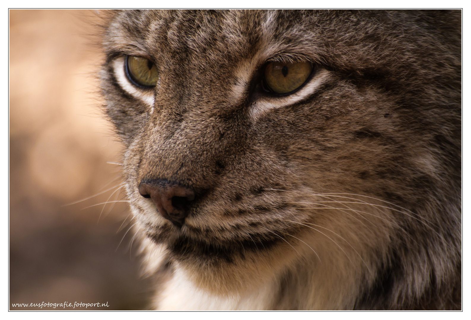 the sharp look of a lynx