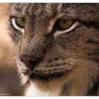 the sharp look of a lynx