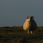 The Sheep !