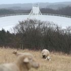 The Sheep And The UFO