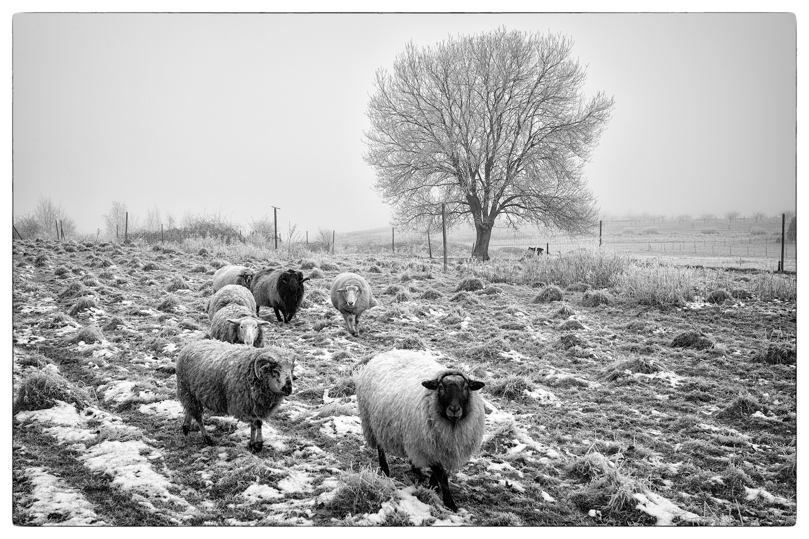 The sheep of winter