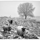 The sheep of winter