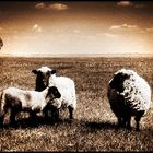 The sheep world