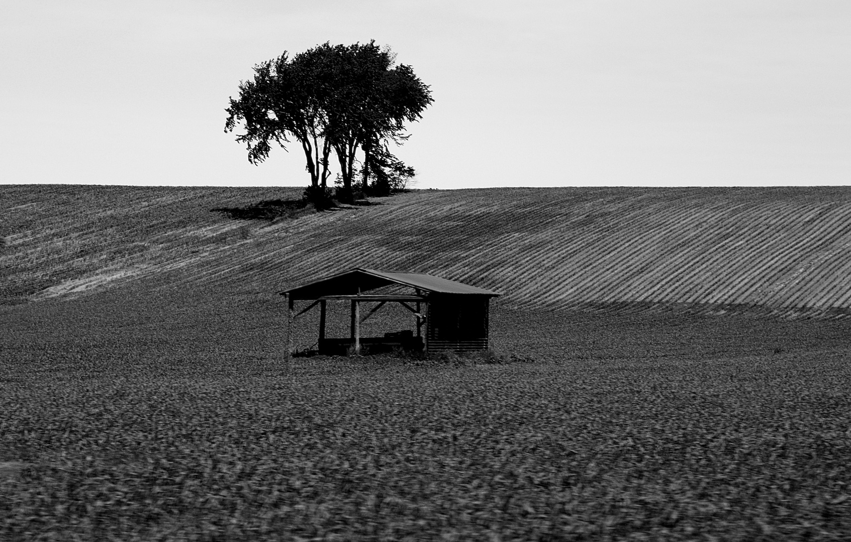 The shelter and the tree