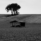 The shelter and the tree