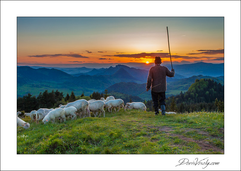 The shepherd