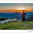 The shepherd