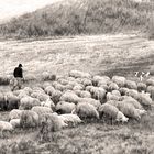 The Shepherd