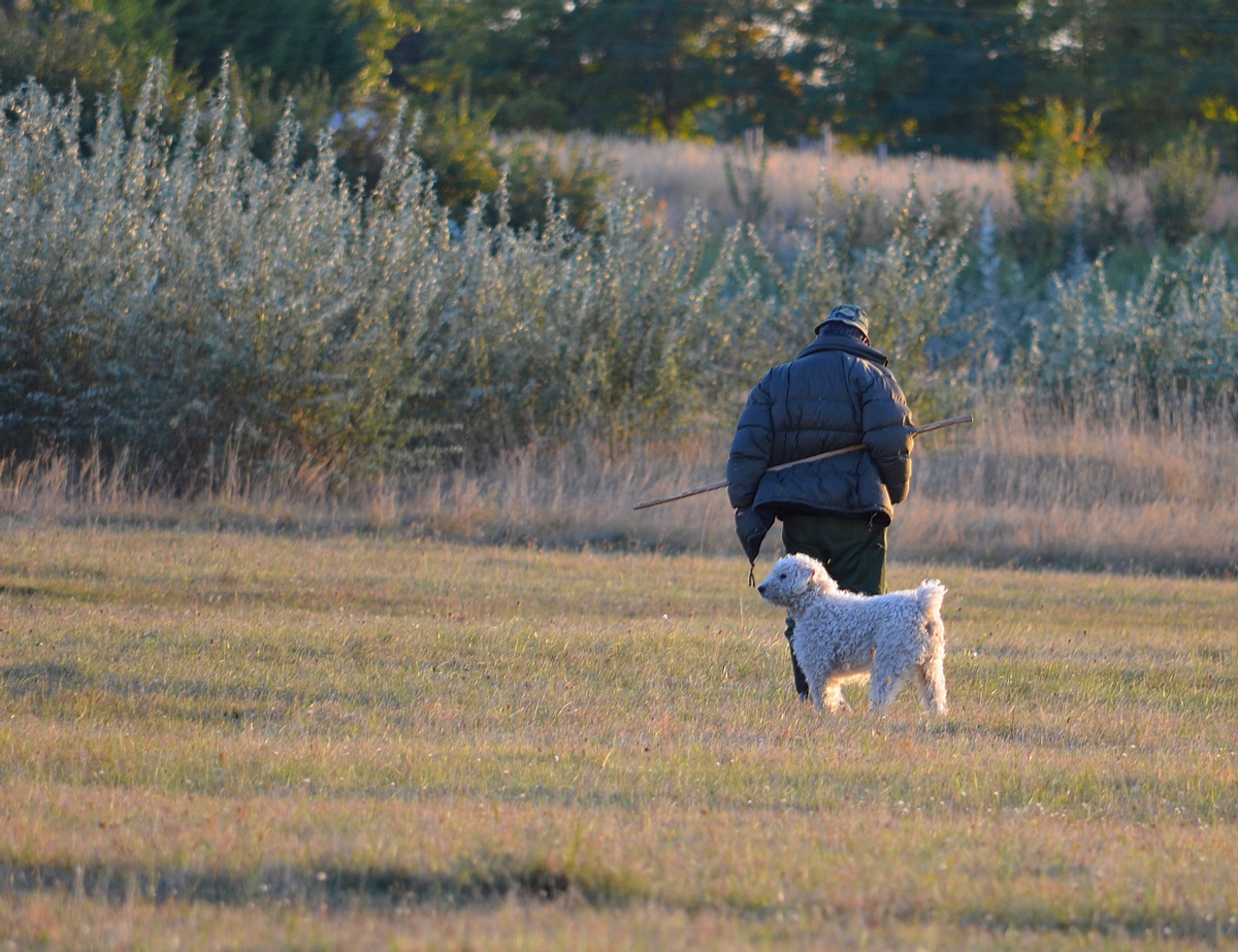 THE SHEPHERD GOES HOME