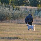 THE SHEPHERD GOES HOME