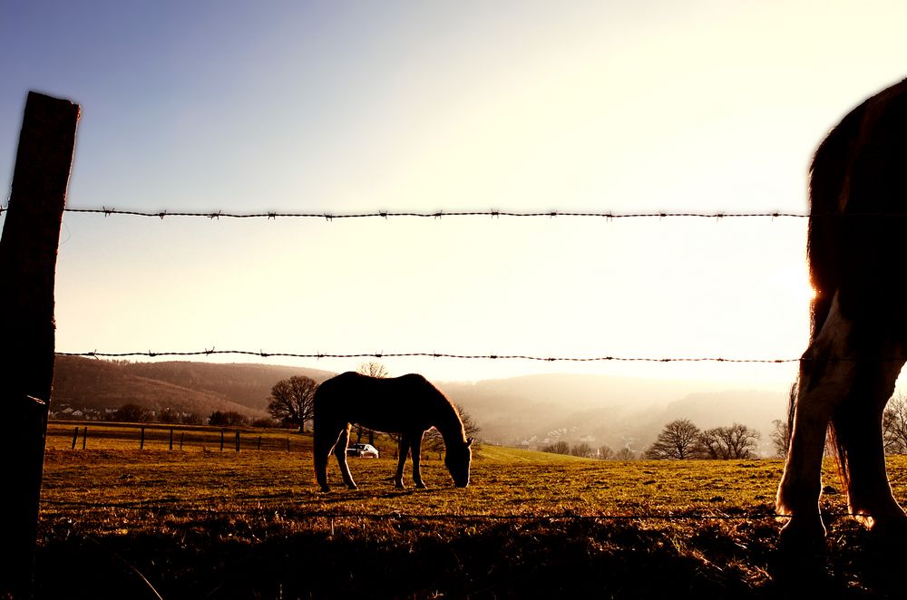 The Shiloh Ranch II