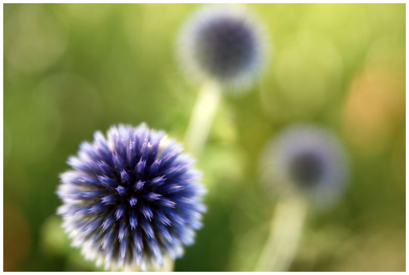 The shining flowerballs on shafts.