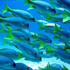 The Shoal of Fish