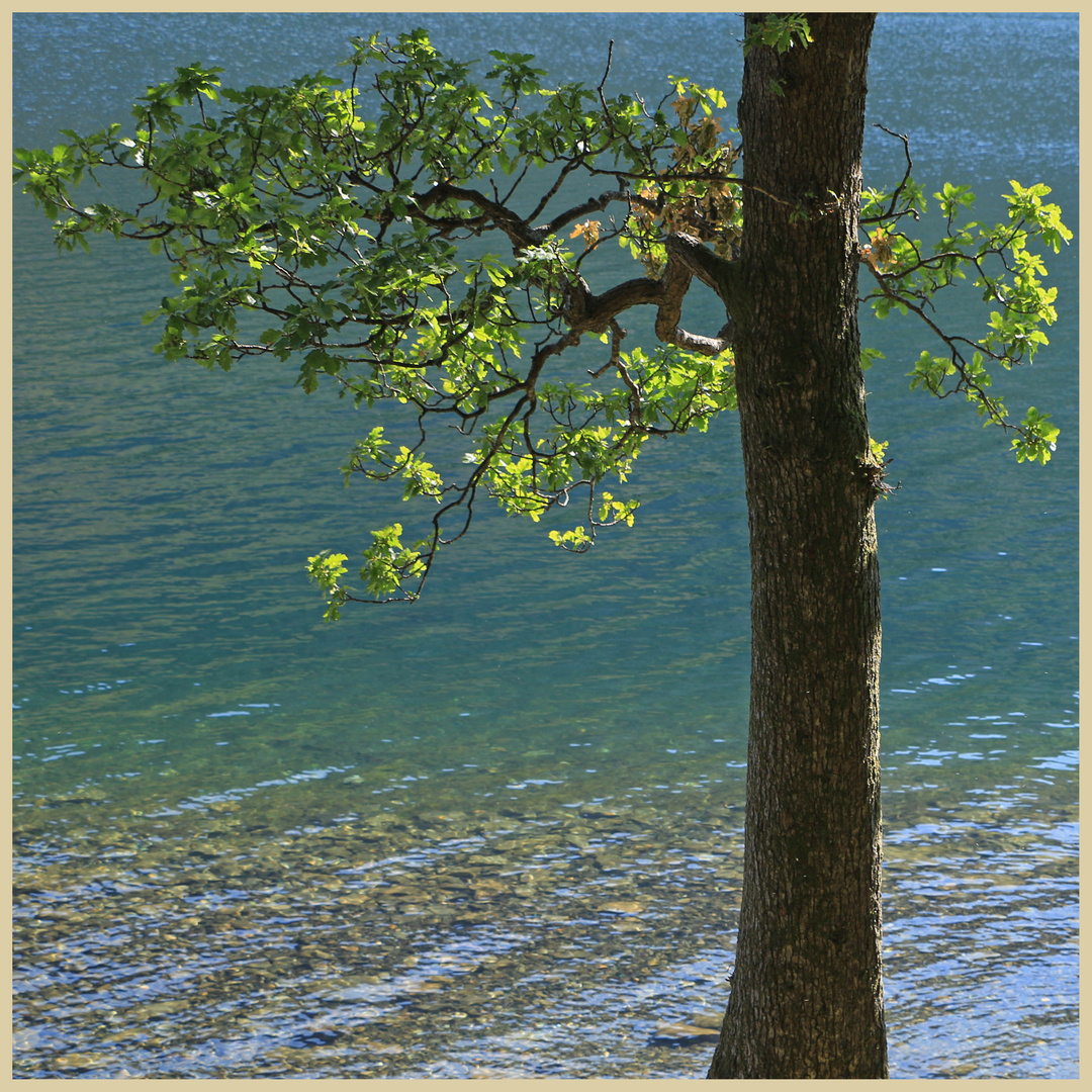 the shore of buttermere 28