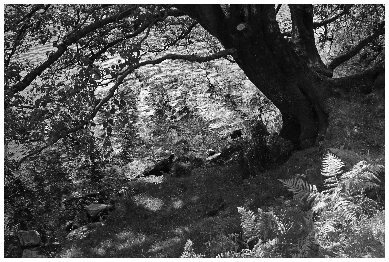 the shore of buttermere 4