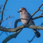 The shy Jay