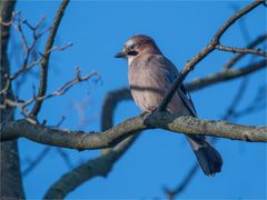 The shy Jay