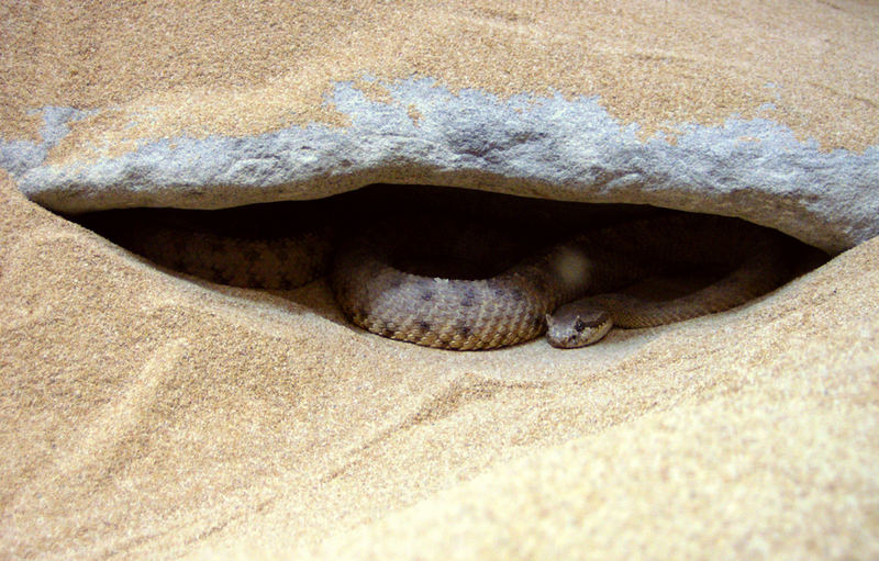 The Sidewinder (Crotalus cerastes)