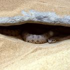 The Sidewinder (Crotalus cerastes)