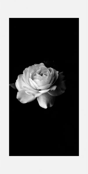 … the sign for peace: the white rose …