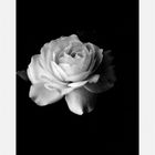 … the sign for peace: the white rose …