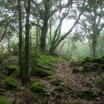 the silence of the forest