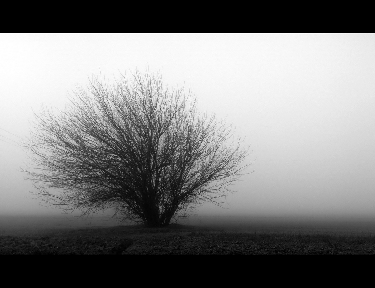 the silent of trees