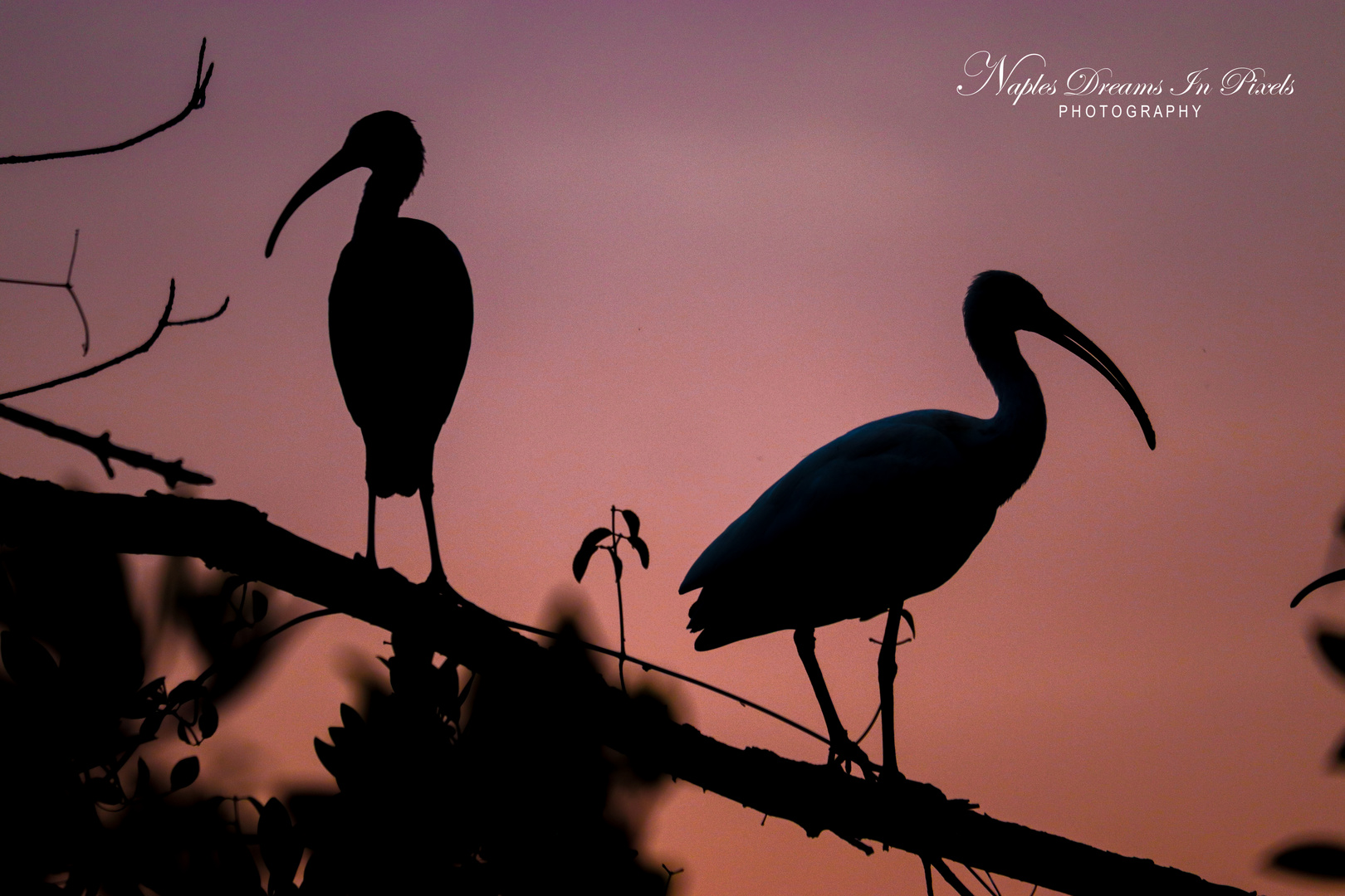 The silhouettes of Ibises in the Everglades Sun