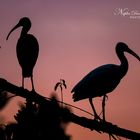 The silhouettes of Ibises in the Everglades Sun